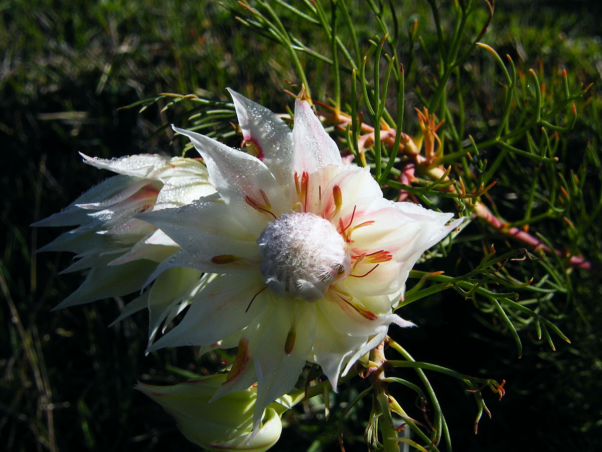 Seru Rixa Know Your Fynbos: Secrets of Serruria - The Table Mountain Fund